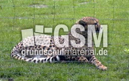 Gepard-1.jpg